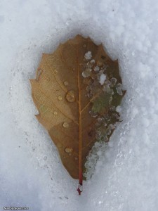 Leaf in the Snow
