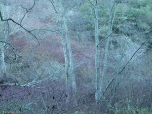 n10us10447_NileSprague Winter Colors in Tilden Park, Berkeley