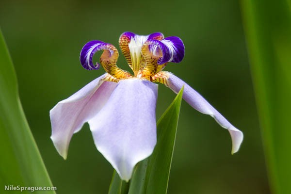 Iris flower, Santa Luz, La Dalia, Nicaragua