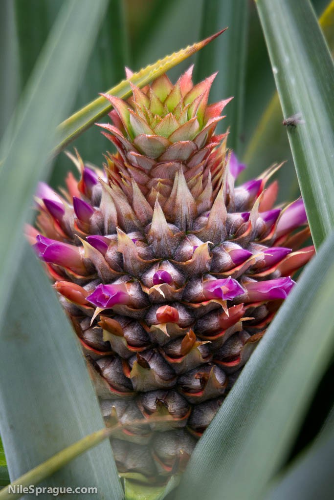 Flor de Piña Flor de Piña