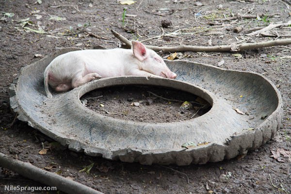 Twice Tired Pig, San Joaquin, La Dalia, Nicaragua Twice Tired Pig, San Joaquin, La Dalia, Nicaragua