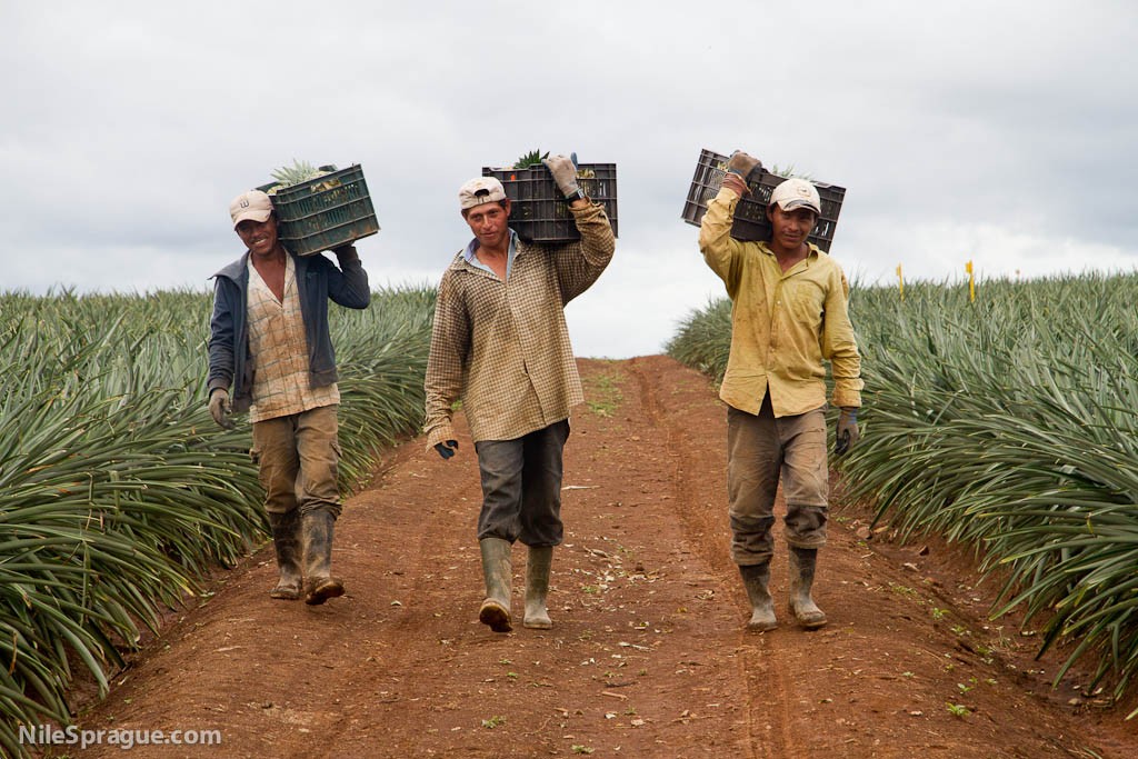Men carrying crates of Pineapple, Nueva Guinea, Nicaragua