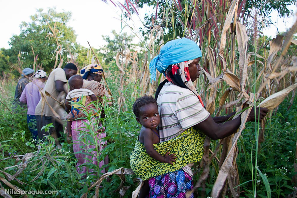Maize in Ghana